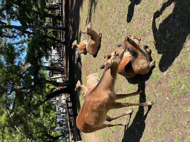 Nara Park - freilaufende Hirsche Japan