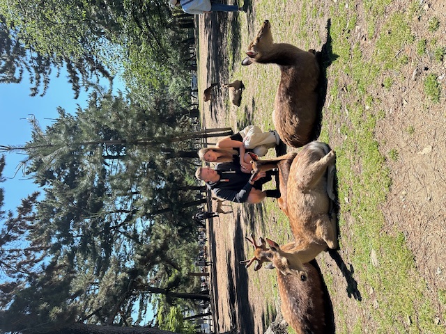 Nara Park Hirsche - Japan Rundreise