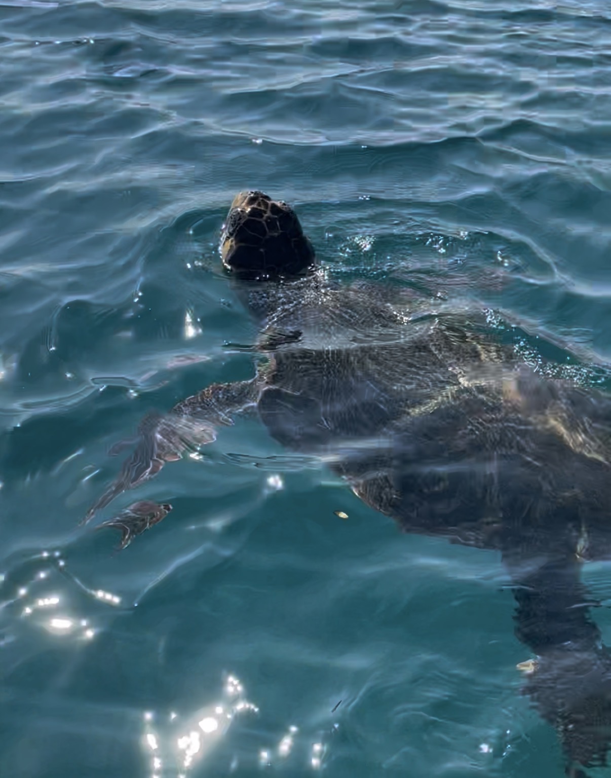 Caretta-Caretta Meeresschildkröte an der Wasseroberfläche bei Laganas, Zakynthos