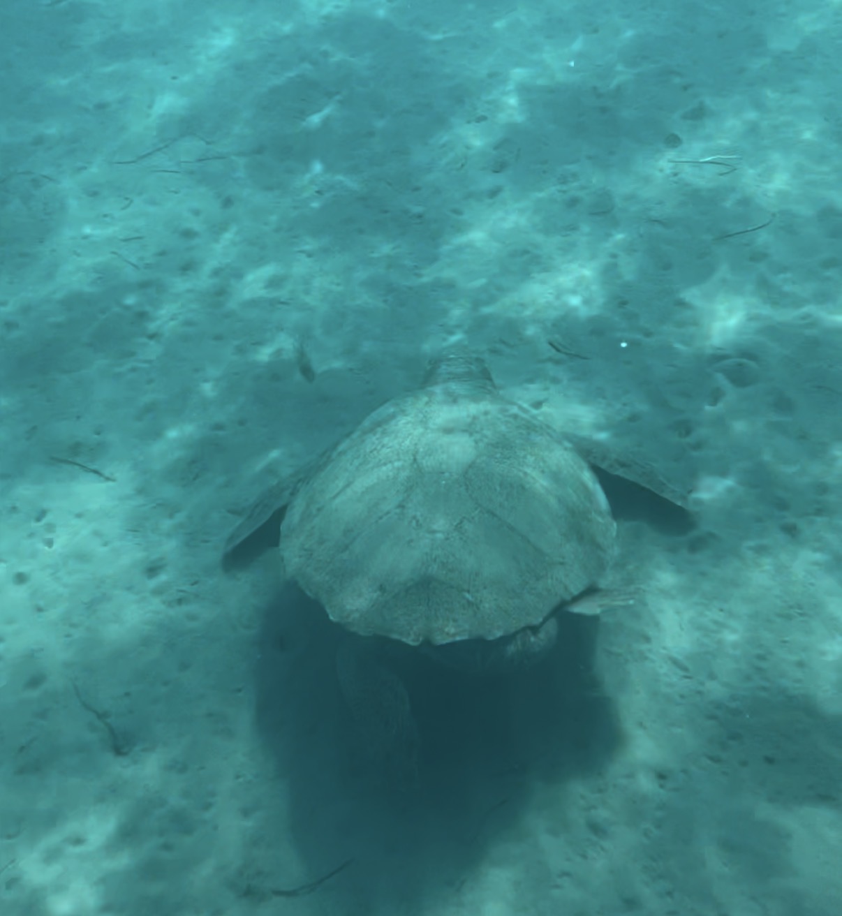 Caretta-Caretta Schildkröte unter Wasser – Schnorcheln bei Zakynthos