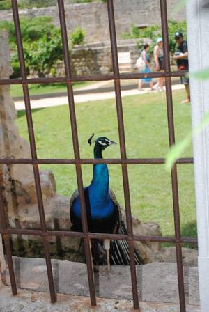 Lokrum Pfau - blauer Pfau hinter alten Klostergittern auf der Insel Lokrum