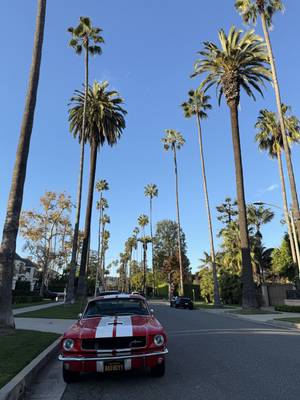 Los Angeles - Rodeo Drive
