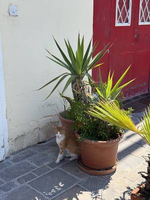 Katze zwischen Blumentöpfen in Marsaxlokk, Malta