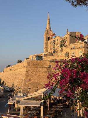 Bougainvillea an den Stadtmauern von Valletta, Malta