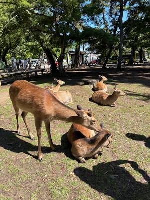 Nara Park – freilaufende Hirsche Japan