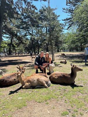 Nara Park Hirsche – Japan Rundreise