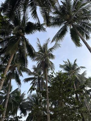 Siargao Insel Philippinen
