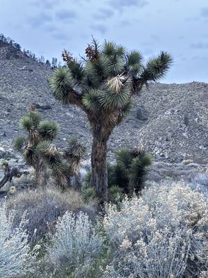 Sequoia National Park - Mammutbäume