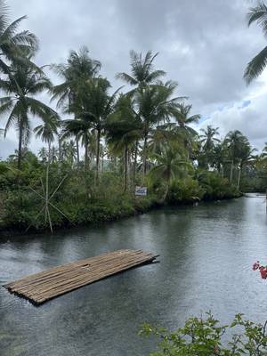 Palm Tree Viewpoint Siargao