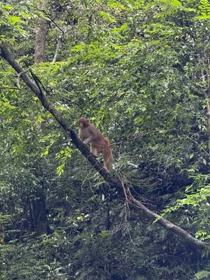 Zhangjiajie – Golden Whip Stream Wanderweg