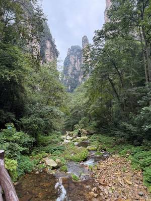 Zhangjiajie – Golden Whip Stream Felsnadeln