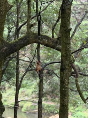 Zhangjiajie – Golden Whip Stream Atmosphäre