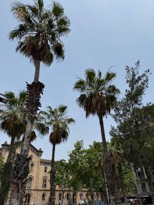 Palmen Barcelona